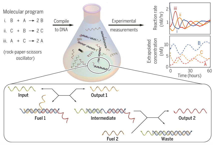 DNA-only oscillator