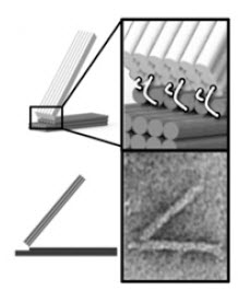 DNA origami hinge design