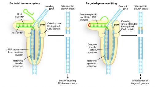 DNA_scissors_Doudna-art-crop