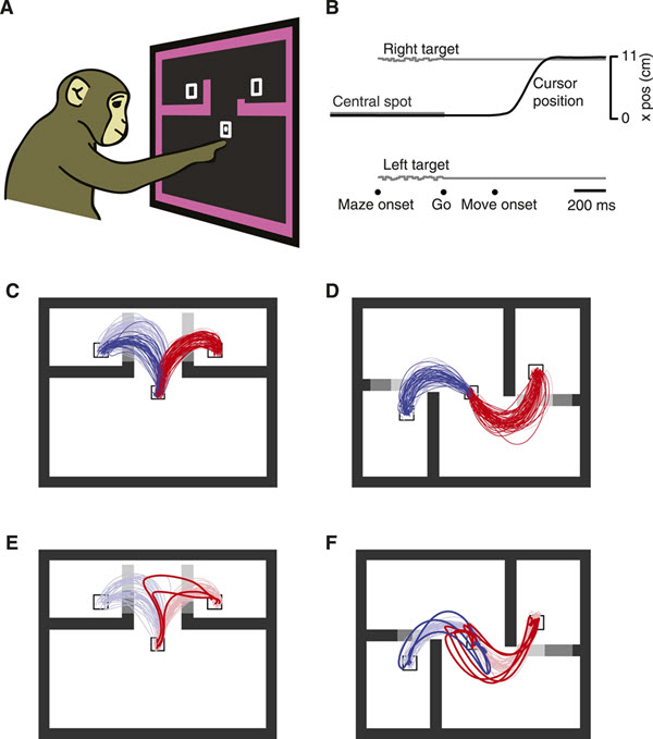 Decision-maze task