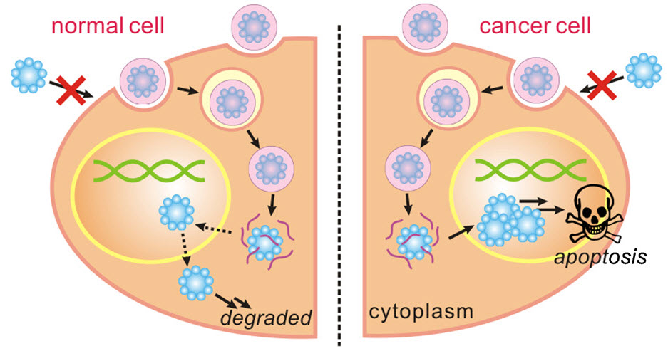 Degradable nanocapsules