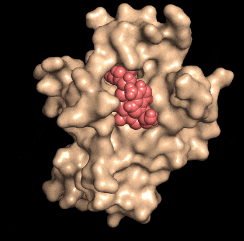 Disarming DBC1 protein