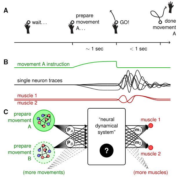 Dynamical Systems View of Movement