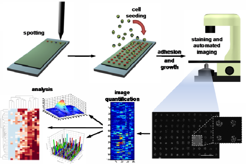 ECM micorarrays