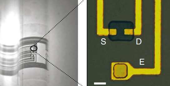 ECoG probe