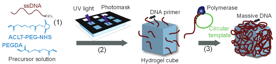Fabrication of hydrogel cubes