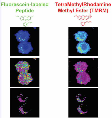 Fluorescence Lifetime Imaging Microscopy