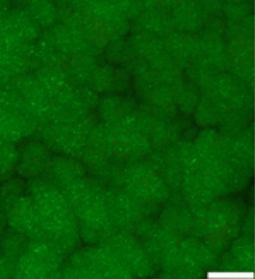 G. sulfurreducens biofilm