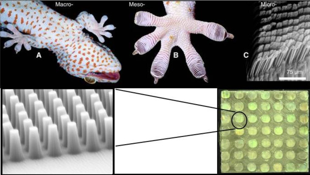 Gecko adhesion