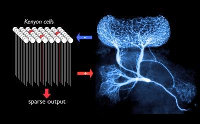 Giant Interneuron
