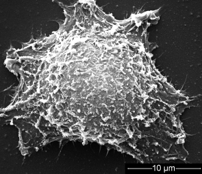 Gold Nanorods