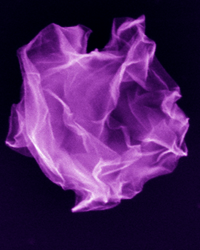 Graphene-Crumpled
