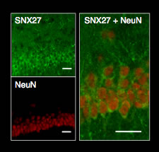 Green-SNX27 Green SNX27