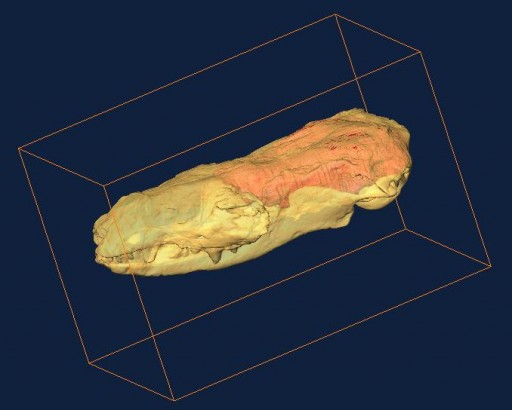 Hadro Skull