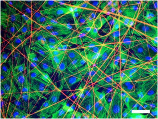 Heart tissue cells matrix