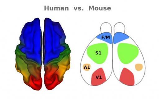 Human Mouse