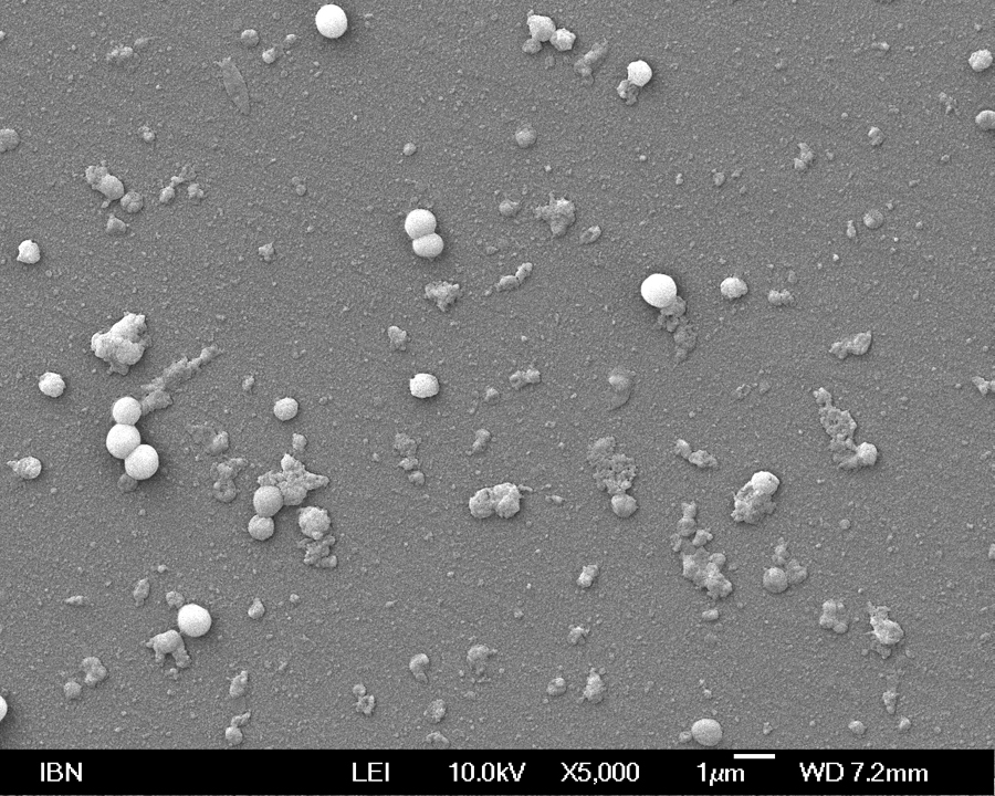 IBN Image 1-2 MRSA Biofilm-After Treatment Biofilm after treatment (credit: IBN)