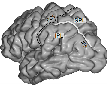 IPS region of brain
