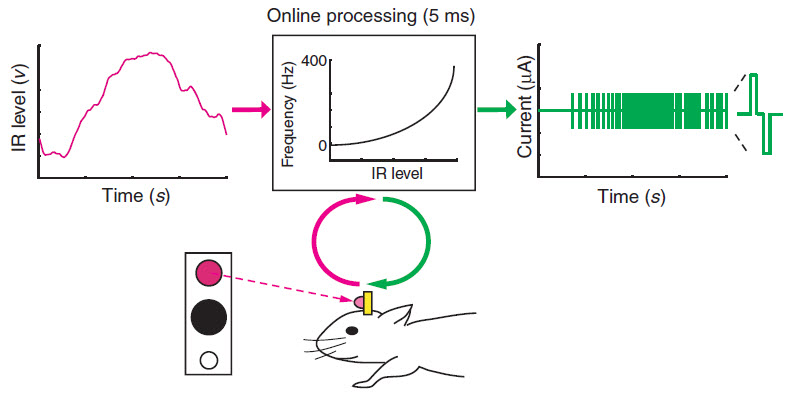 IR stimulation of mouse