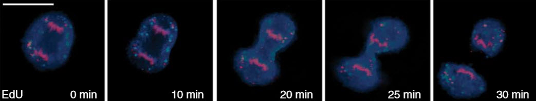 Imaging-dividing-cell