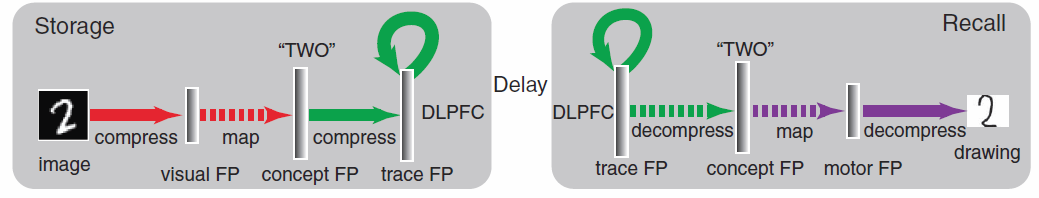 Information flow through Spaun during the WM task