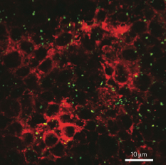 Intestinal Cell