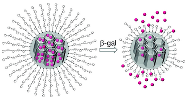 Intracellular controlled release