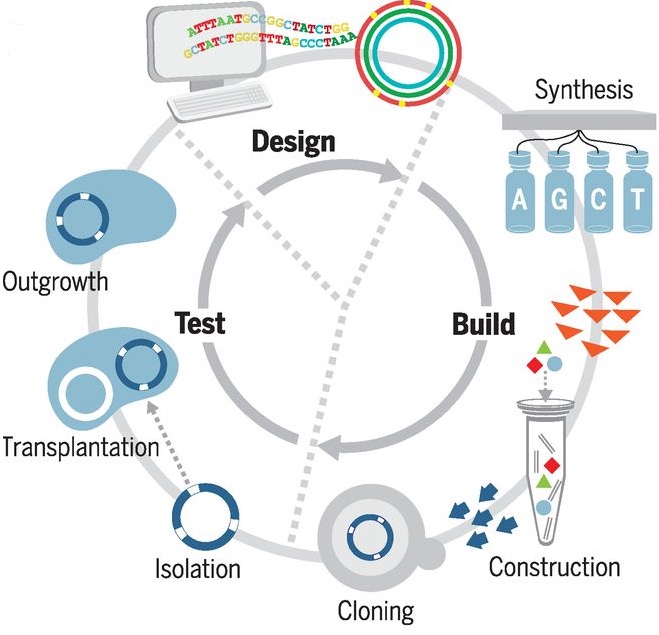 JCVI-syn3.0 design cycle