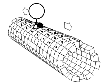 Kinesin_walking