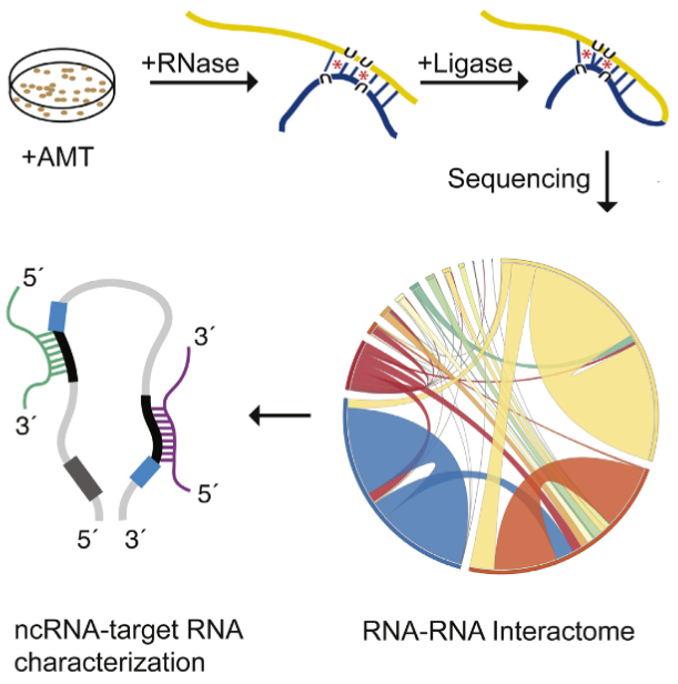 LIGR-seq method