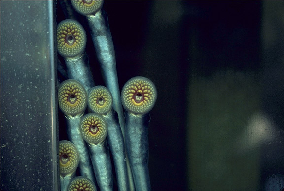 Lamprey Mouths
