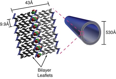 LynnDG Bilayer TOC