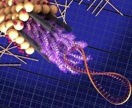 M13-Virus M13 Virus