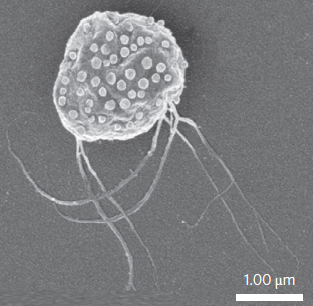 MC-1 bacterium loaded with liposomes