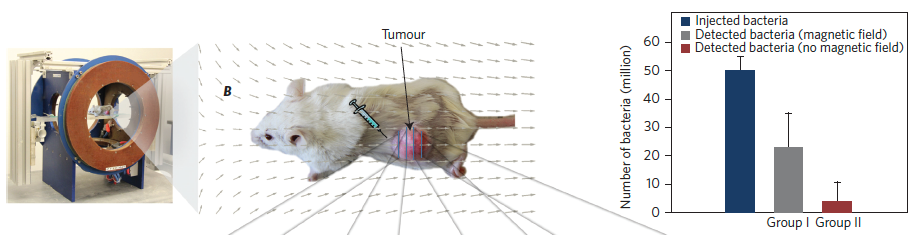 MC-1 cell penetration