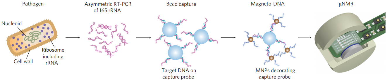 Magneto-DNA assay