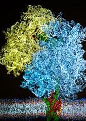 Membrane Protein
