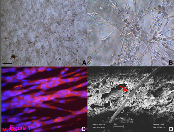 Mesoangioblasts_in_PFs