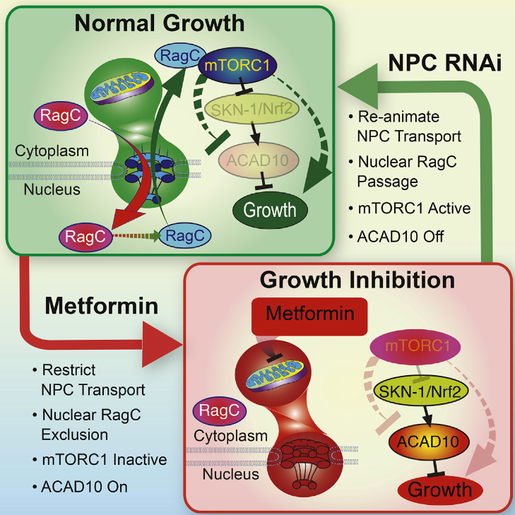 Metformin growth Inhibition mechanism