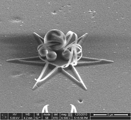 Micro-particles of lactose are traped in self-organized structures
