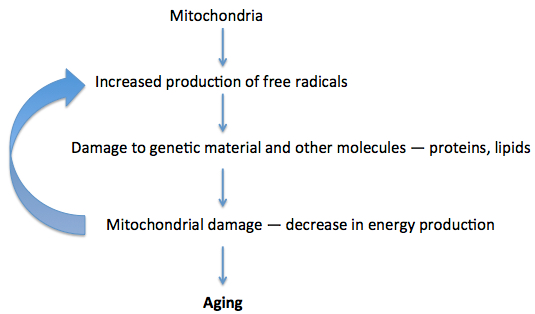 Mitochondrial free radical theory