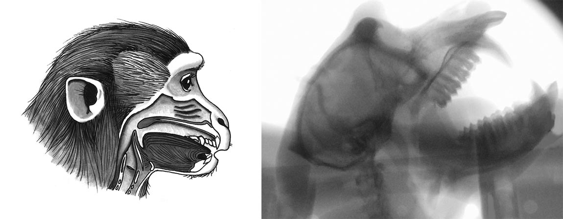 Monkey-head-xray
