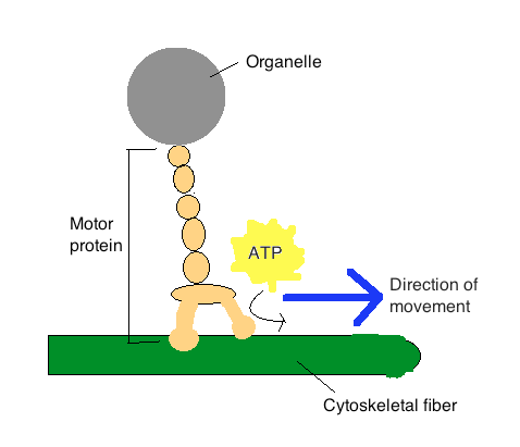 Motor_Proteins