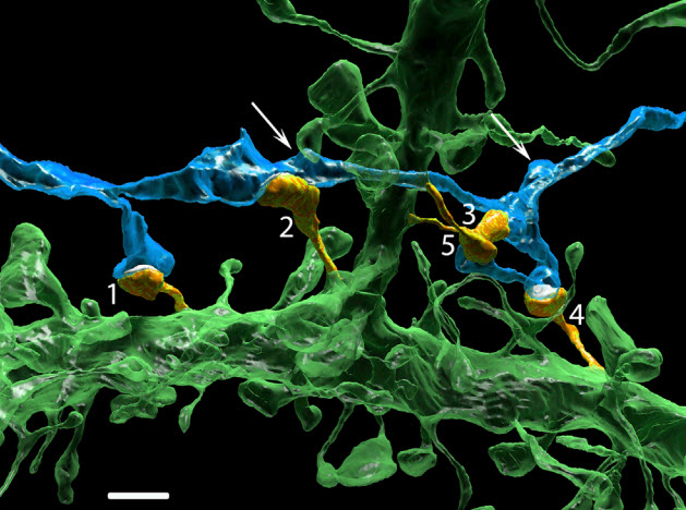 Multiple Synapses of Same Axon Innervate Multiple Spines