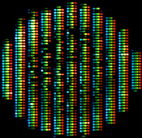Multispectral fluorescence image cancer cell