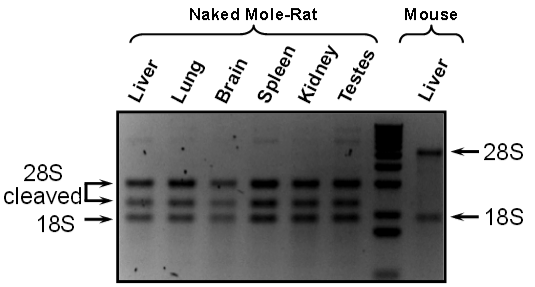 Naked mole rat rRNA