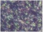 Nanorod Alignment