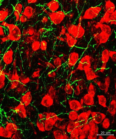Nerve Cells
