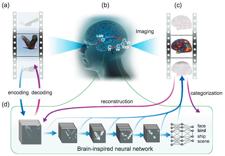 Neural encoding and decoding