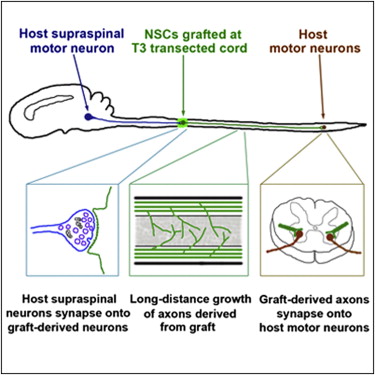 Neural_stem_cells_regenerate_axons